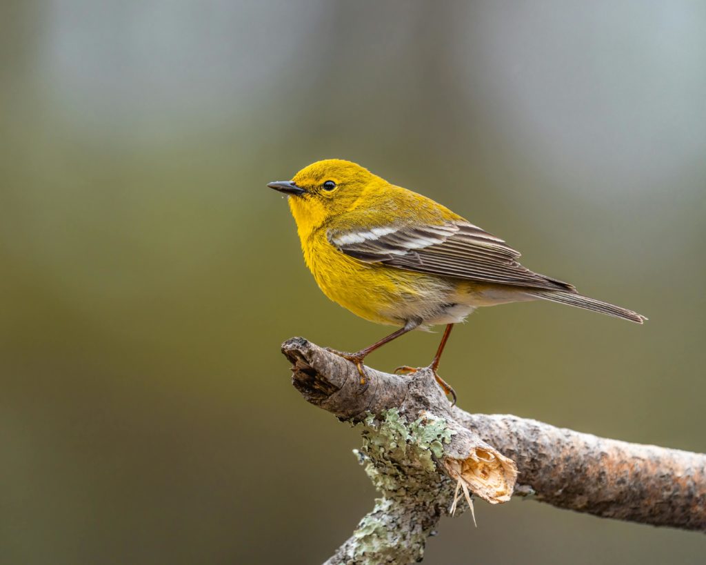 Birdsong for a Stress-Free Workday